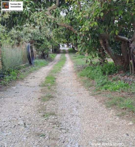 Armeni Kreta, Armeni, Advocado Farm 17.000m² mit Cottage 55m² Wfl. Gewerbe kaufen